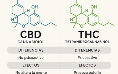 CBD y THC: Diferencias, Efectos y Usos Terapéuticos – Guía 2025