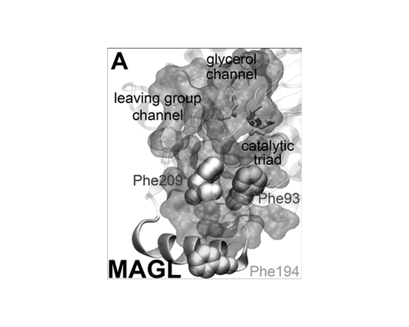 MAGL (Monoacylglycerol Lipase)