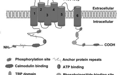 Receptores relacionados (TRPV1, GPR55)