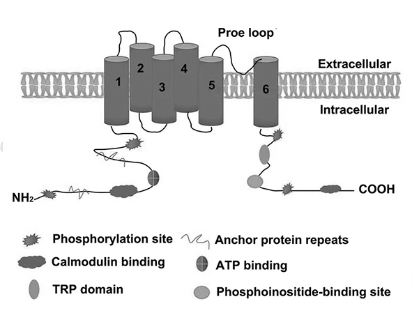 Receptores relacionados (TRPV1, GPR55)