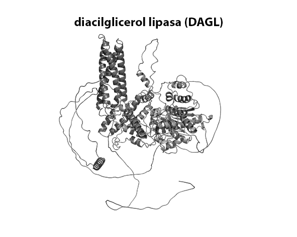 diacilglicerol lipasa (DAGL)