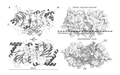 NAPE-PLD (N-acyl phosphatidylethanolamine phospholipase D)