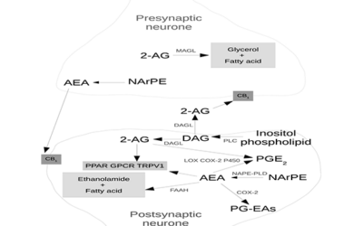 Efecto séquito (Entourage effect)