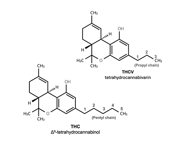 Tetrahidrocannabivarina (THCV)