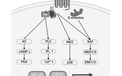 Receptor cannabinoide tipo 2 (CB2)