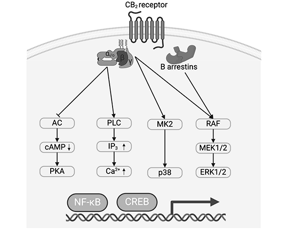 Receptor cannabinoide tipo 2 (CB2)