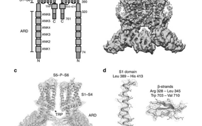 TRPV2 (Transient Receptor Potential Vanilloid 2)