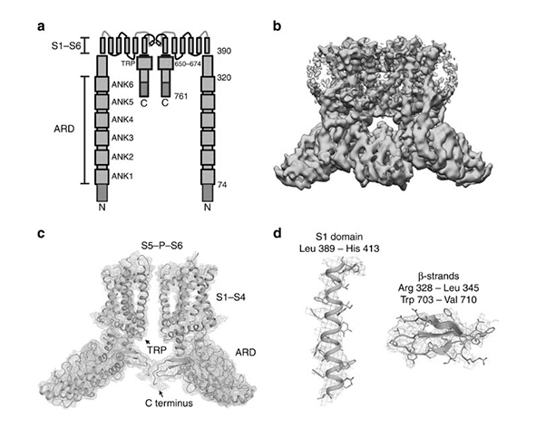 Estructura del canal TRPV2