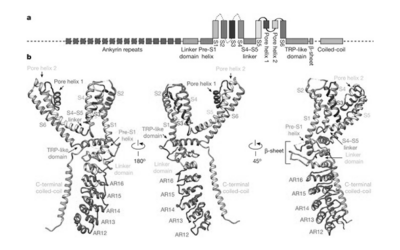 TRPA1 (Transient Receptor Potential Ankyrin 1)