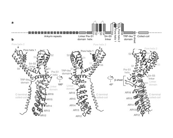 Estructura tridimensional del canal TRPA1