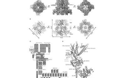 TRPM8 (Transient Receptor Potential Melastatin 8)