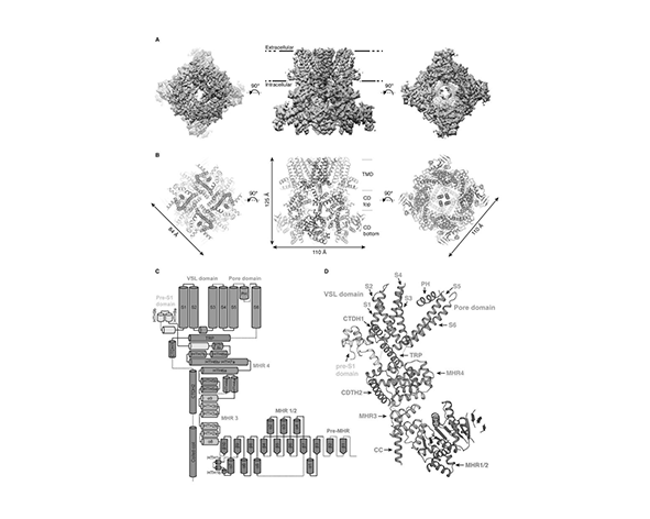 Estructura del canal TRPM8
