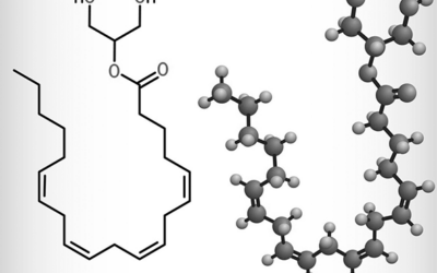 Arachidonoylglycerol (2-AG)