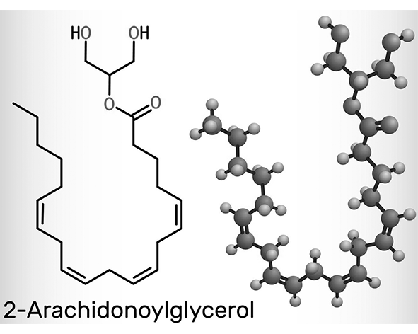 araquidonoilglicerol (2-AG)