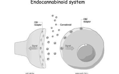 Sistema endocannabinoide