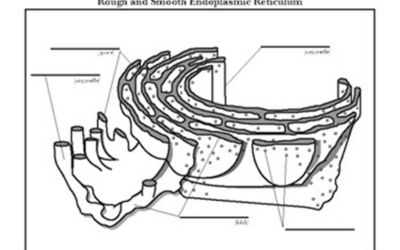 FAAH (Fatty Acid Amide Hydrolase)