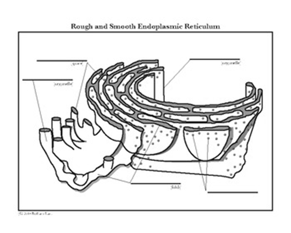 FAAH (Fatty Acid Amide Hydrolase)