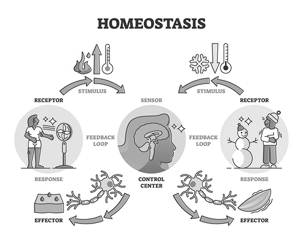 Homeostasis