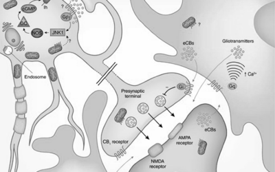 SEÑALIZACIÓN ENDOCANNABINOIDE