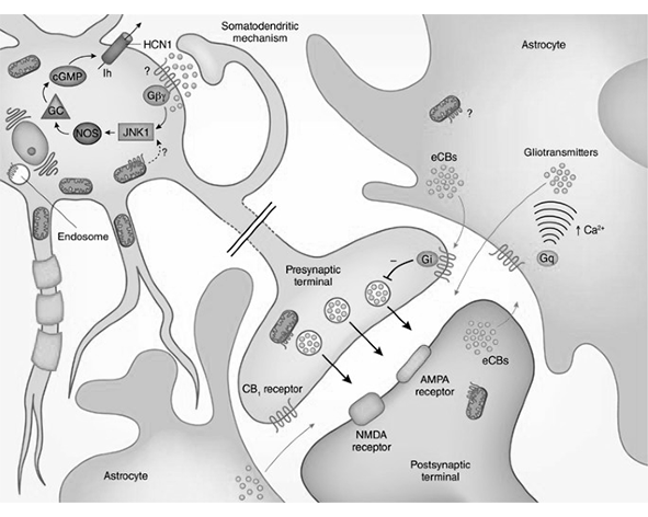 señalización endocannabinoide