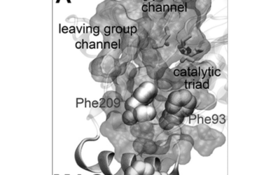 MAGL (Monoacylglycerol Lipase)