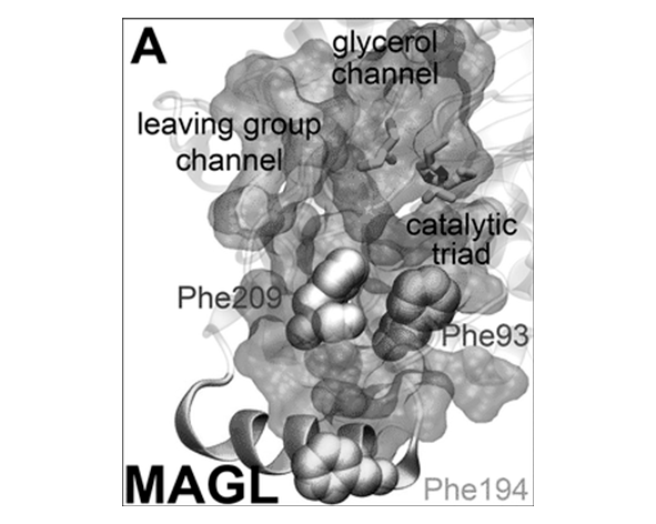 MAGL (Monoacylglycerol Lipase)