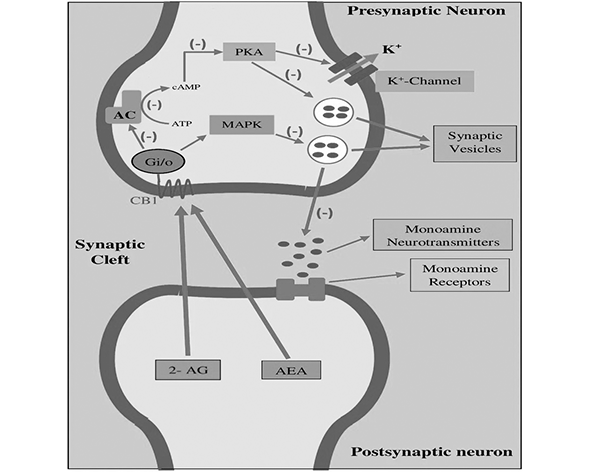 Señalización endocannabinoide retrógrada en sinapsis neuronales. Los endocannabinoides sintetizados en la neurona postsináptica difunden hacia la terminal presináptica donde activan receptores CB1 y modulan la liberación de neurotransmisores.