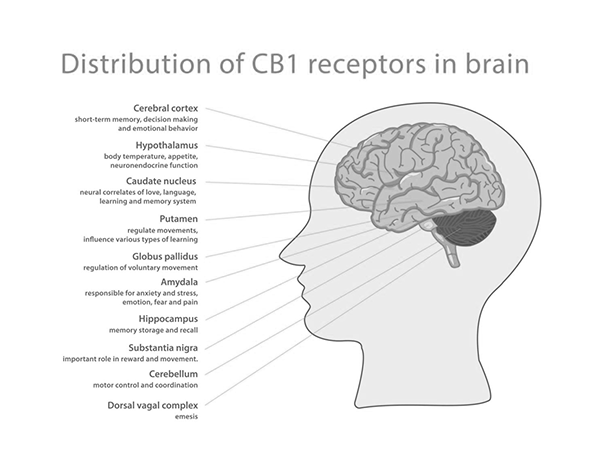Distribución regional del receptor CB1 en el sistema nervioso central. Las mayores densidades se observan en hipocampo, cerebelo, ganglios basales, corteza cerebral y amígdala.