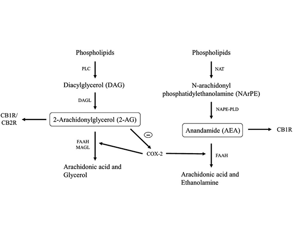 Principales rutas metabólicas de los endocannabinoides. La anandamida se sintetiza a partir de NAPE mediante NAPE-PLD y es degradada por FAAH, mientras que el 2-AG se genera a partir de diacilglicerol mediante DAGL y es hidrolizado principalmente por MAGL.
