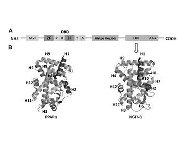 Estructura de PPARα