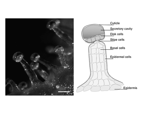 Tricomas glandulares