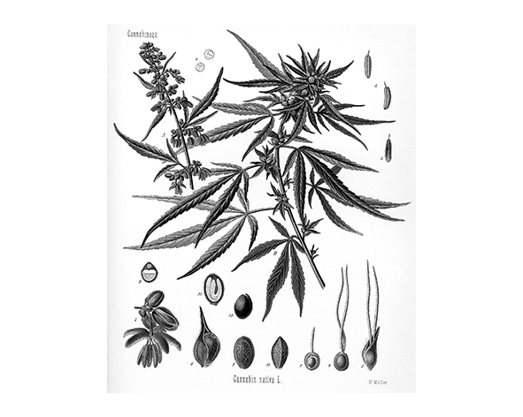 Morfología general de Cannabis sativa