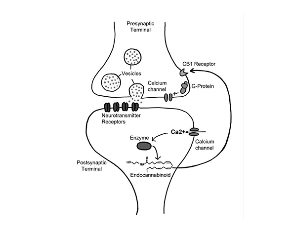 Sistema nervioso y sistema endocannabinoide