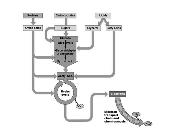 Integración de rutas del metabolismo energético
