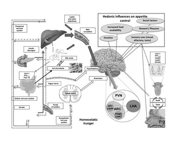 Regulación del apetito