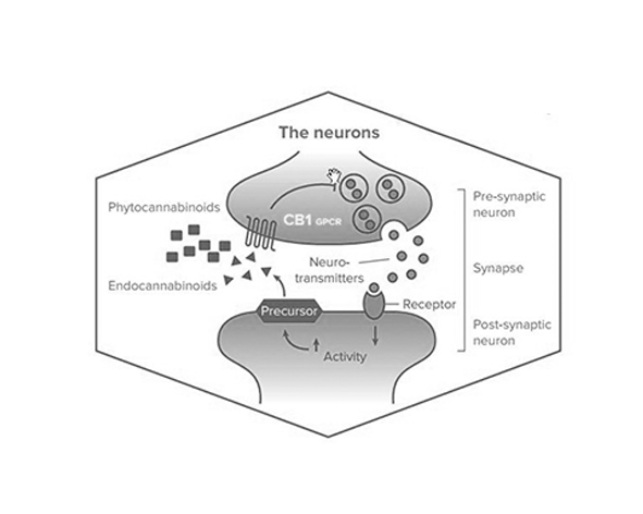 Distribución del sistema endocannabinoide en el eje del dolor
