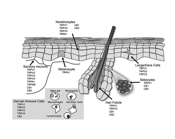 Distribución del sistema endocannabinoide en la piel