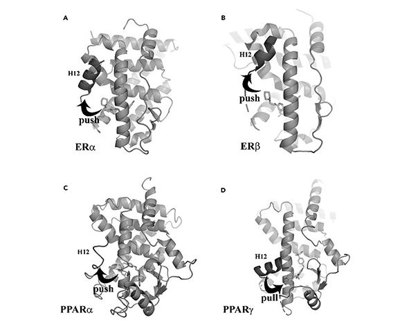 Estructura del dominio LBD de PPARγ