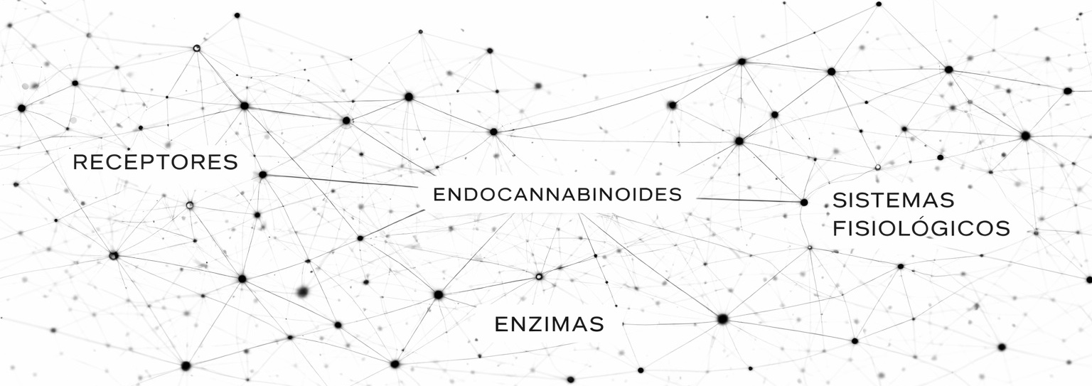 Diagrama del sistema endocannabinoide mostrando la interacción entre receptores, endocannabinoides, enzimas y sistemas fisiológicos