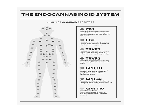 Distribución del sistema endocannabinoide en el sistema reproductivo
