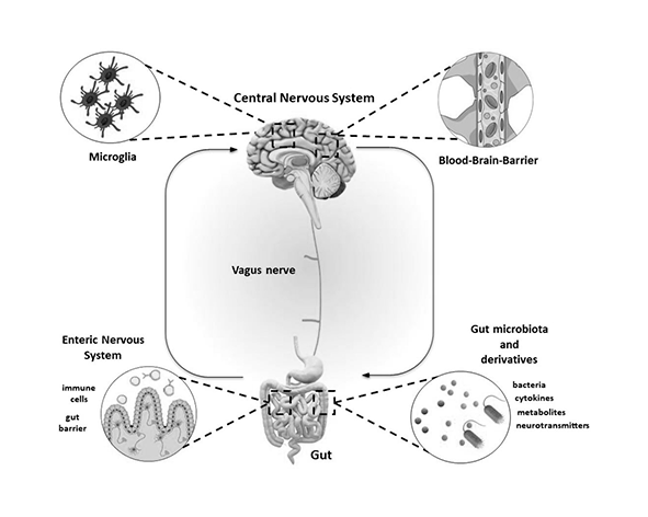 Eje microbiota–intestino–cerebro y sistema endocannabinoide